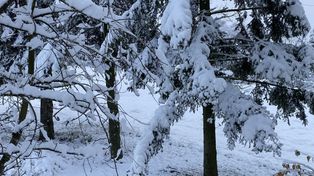 Tarnów: Połamane drzewa w powiecie po jesiennym ataku zimy. Strażacy mają pełne ręce roboty