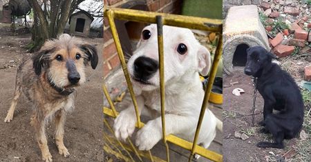 Pudelek przyłącza się do akcji OTOZ Animals: Zostań DOMEM TYMCZASOWYM i pomóż odmienić los zwierząt!