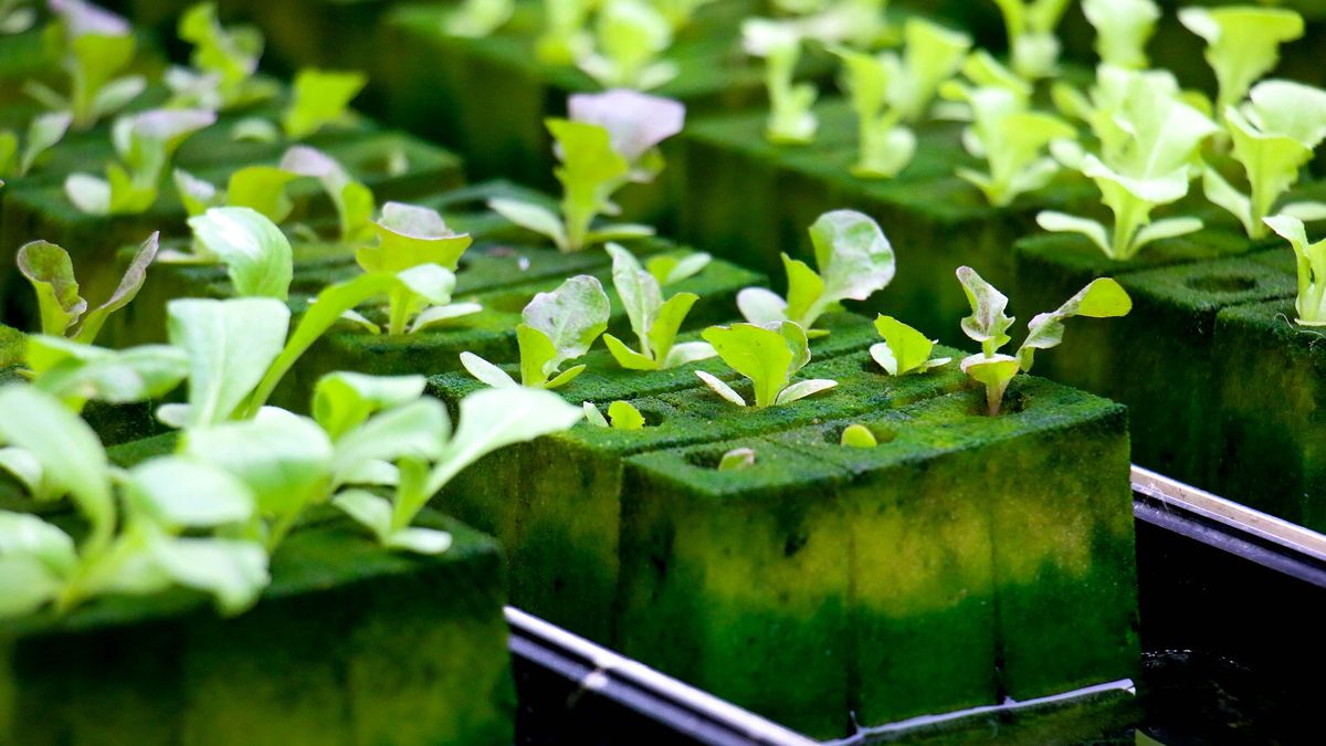 Hydroponika - co to jest?