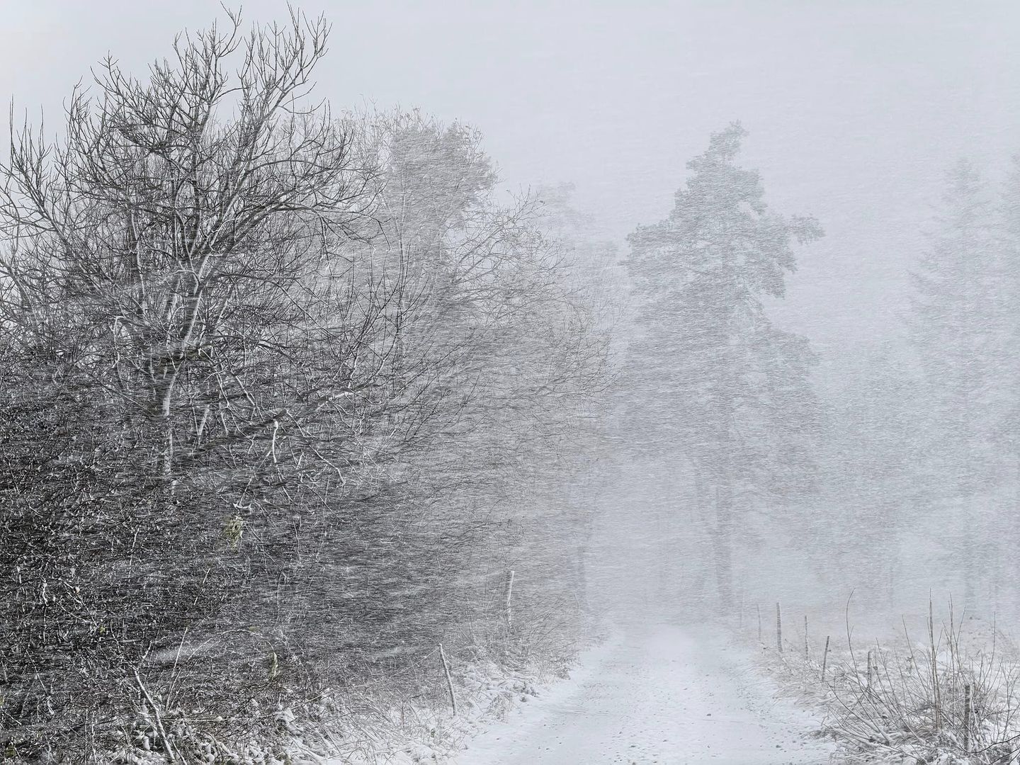 Śnieżyca w Bieszczadach