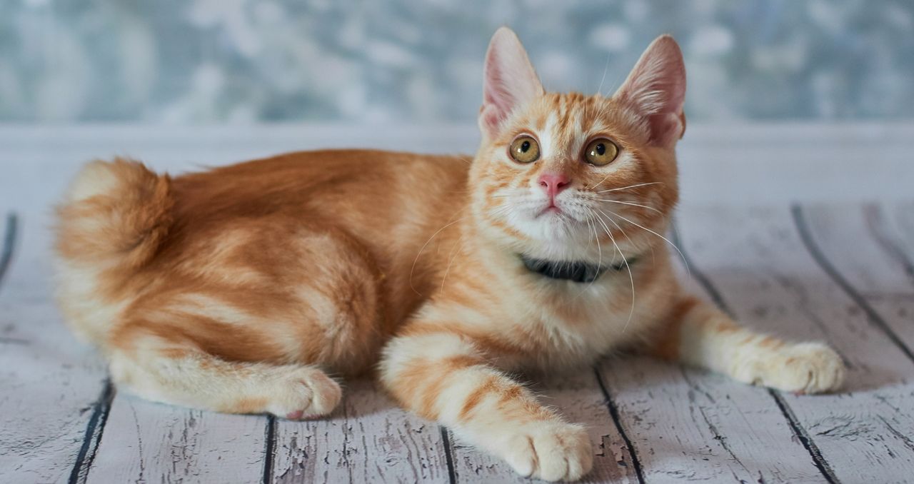 Amerykański bobtail – dziki wygląd, ale bardzo rodzinny charakter