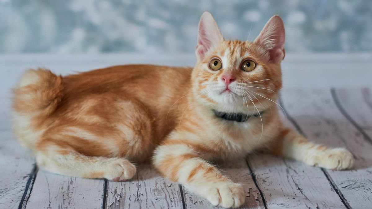 Amerykański bobtail – dziki wygląd, ale bardzo rodzinny charakter