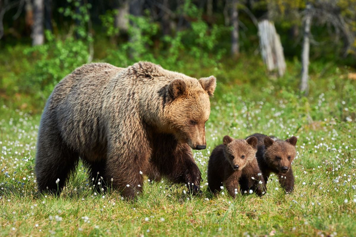 Niedźwiedzica z młodymi (zdjęcie ilustracyjne)