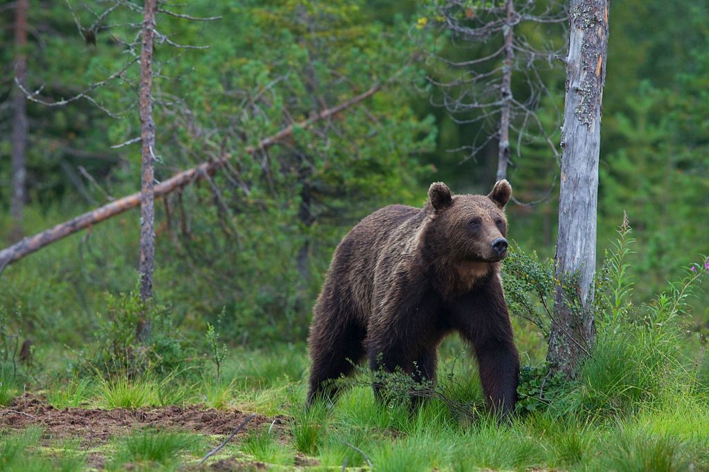 Majówka 2020. Jak zachować się podczas spotkania z niedźwiedziem?