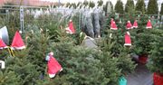 Lublin: Jak wybrać i gdzie kupić choinkę? Praktyczny przewodnik