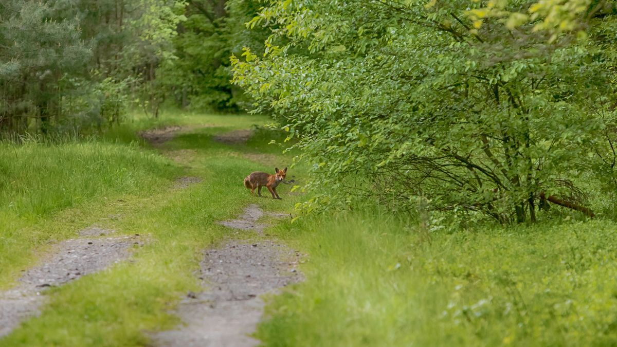 Choć lisy wyglądają uroczo, mogą być niebezpieczne 