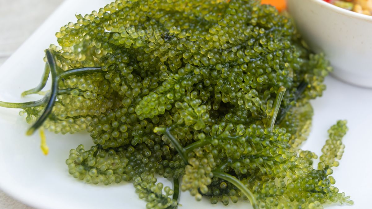 Zielony kawior z wodorostów
