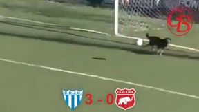 Kuriozalna sytuacja w Argentynie. Pies uratował zespół od straty gola (wideo)