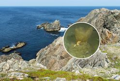 "Żylaste stworzenie". Odkryli nowy gatunek na północnym Atlantyku