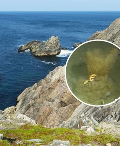 "Żylaste stworzenie". Odkryli nowy gatunek na północnym Atlantyku