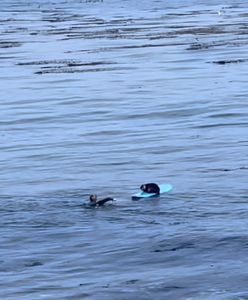 Surfująca wydra na Oceanie Spokojnym. To nagranie jest hitem