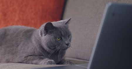 Do widzenia, Campfire. Windows 10 jednak nie trafi na Chromebooki