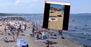 Wideo z foką w Gdańsku. Sunęła między plażowiczami