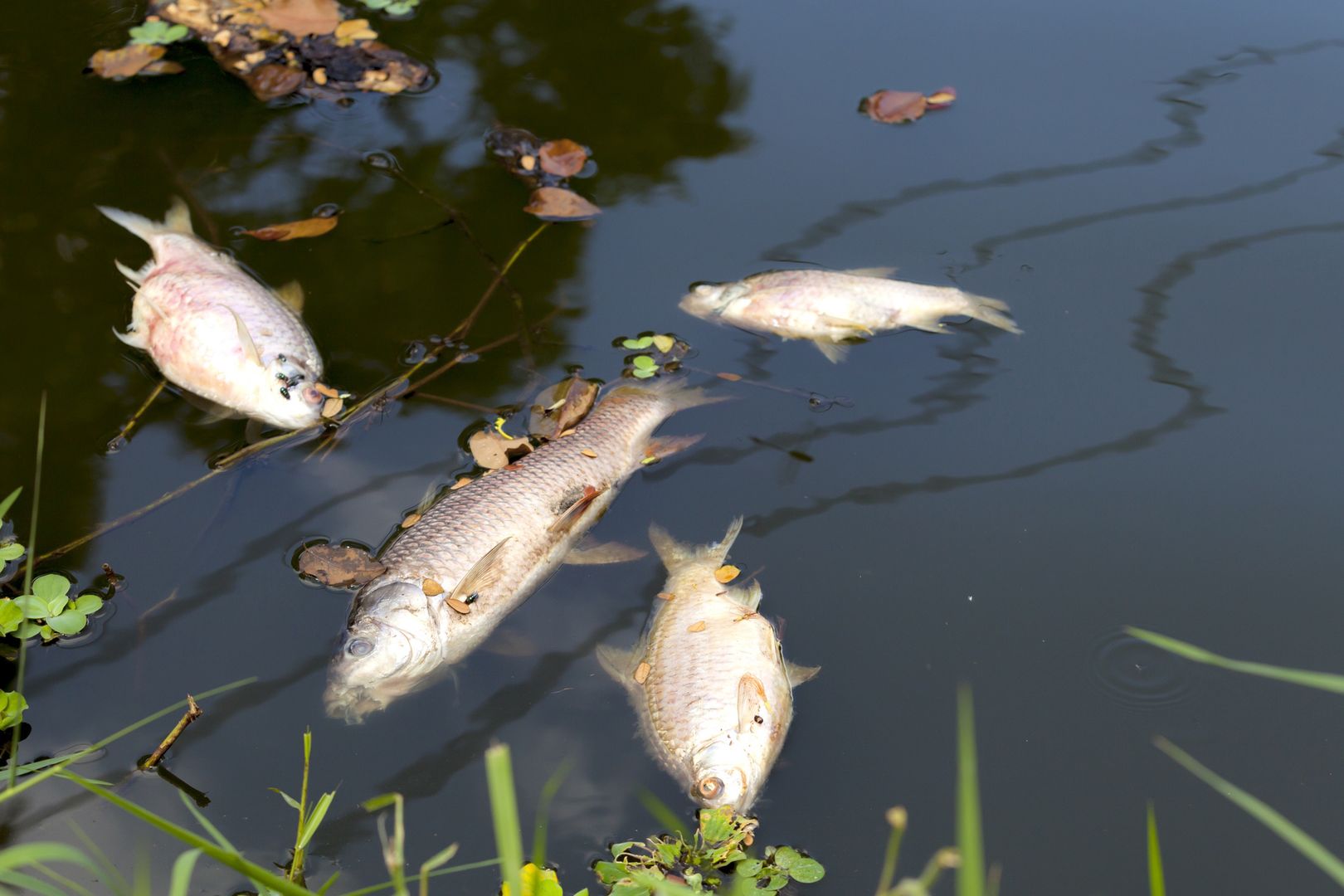 Tysiące śniętych ryb na Odrze. "Ogromna katastrofa ekologiczna"
