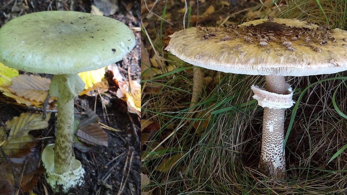 Po lewej niebezpieczny muchomor sromotnikowy, po prawej czubajka kania, zwana po prostu kanią.