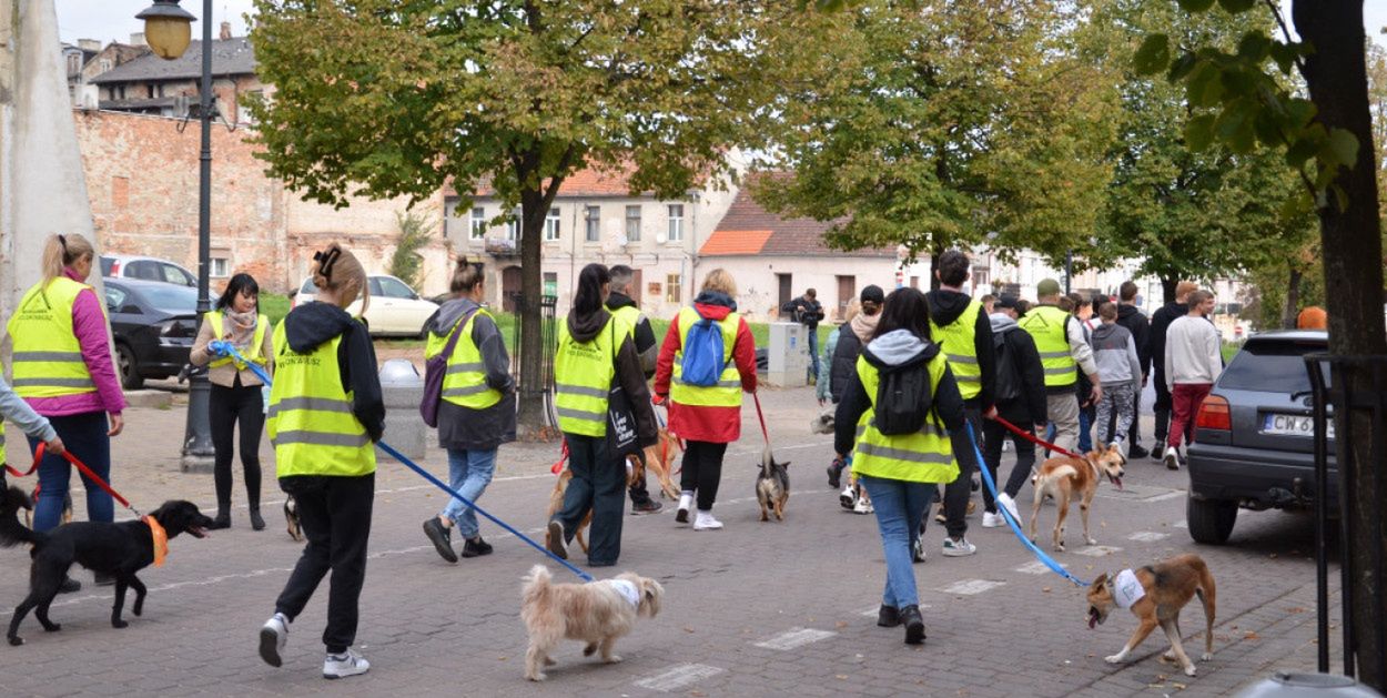 Włocławek: Miasto świętuje ze zwierzakami. Adopciaki przejdą ulicą 3 Maja