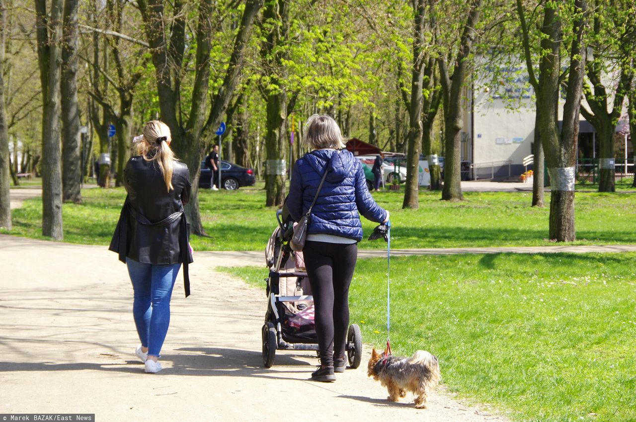 Panika w Warszawie. Zatrucia psów po spacerach