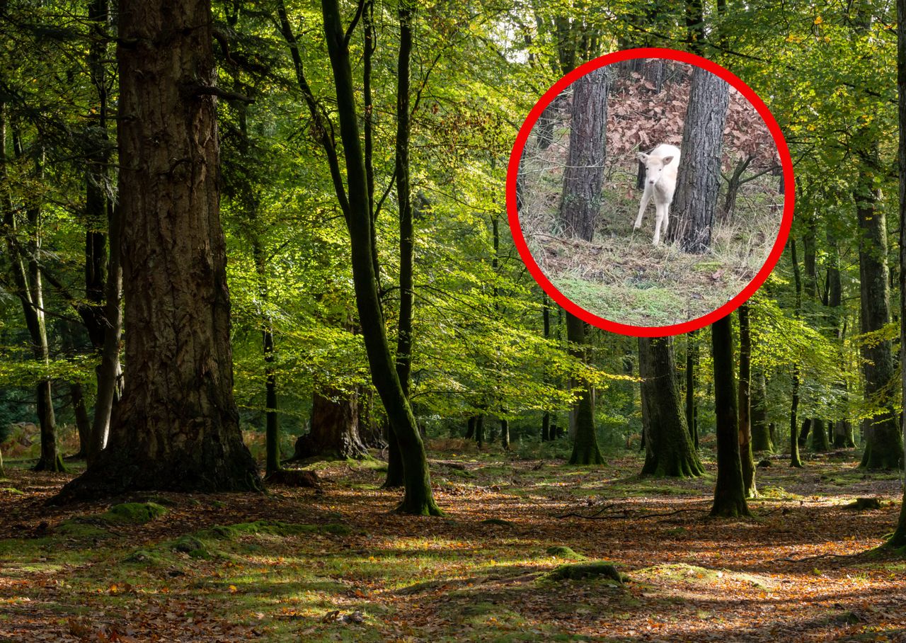 Pokazali zdjęcia z lasu. Natura potrafi zaskoczyć