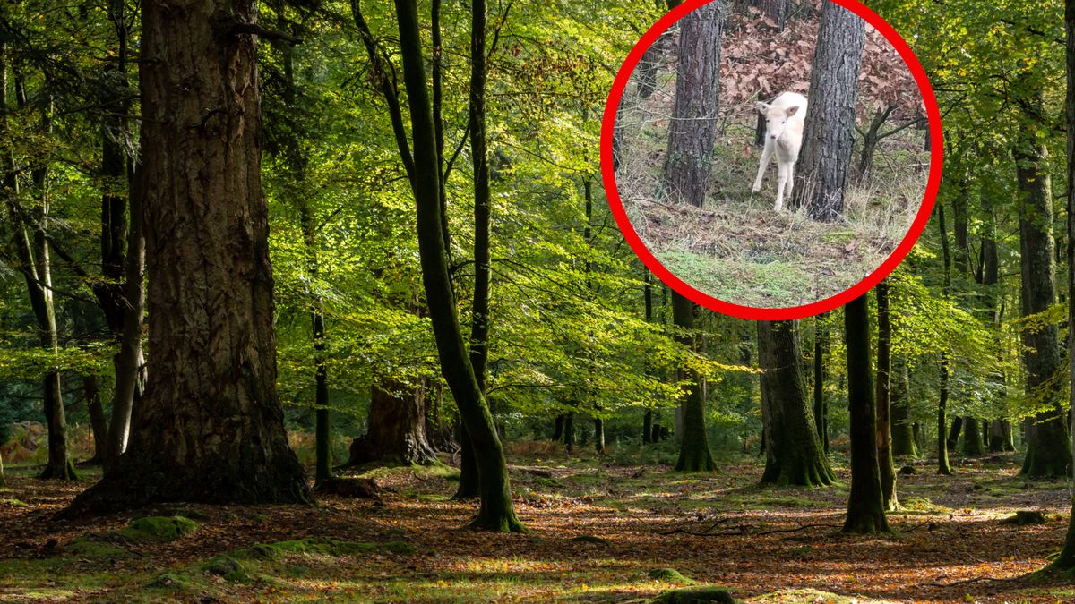 Biały jeleń to spora sensacja