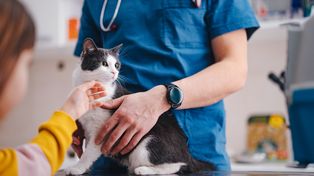 Weterynarz zaraził się ptasią grypą od kota. CDC potwierdza pierwszy taki przypadek