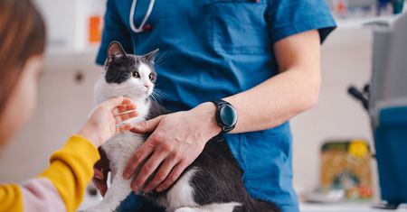Weterynarz zaraził się ptasią grypą od kota. CDC potwierdza pierwszy taki przypadek