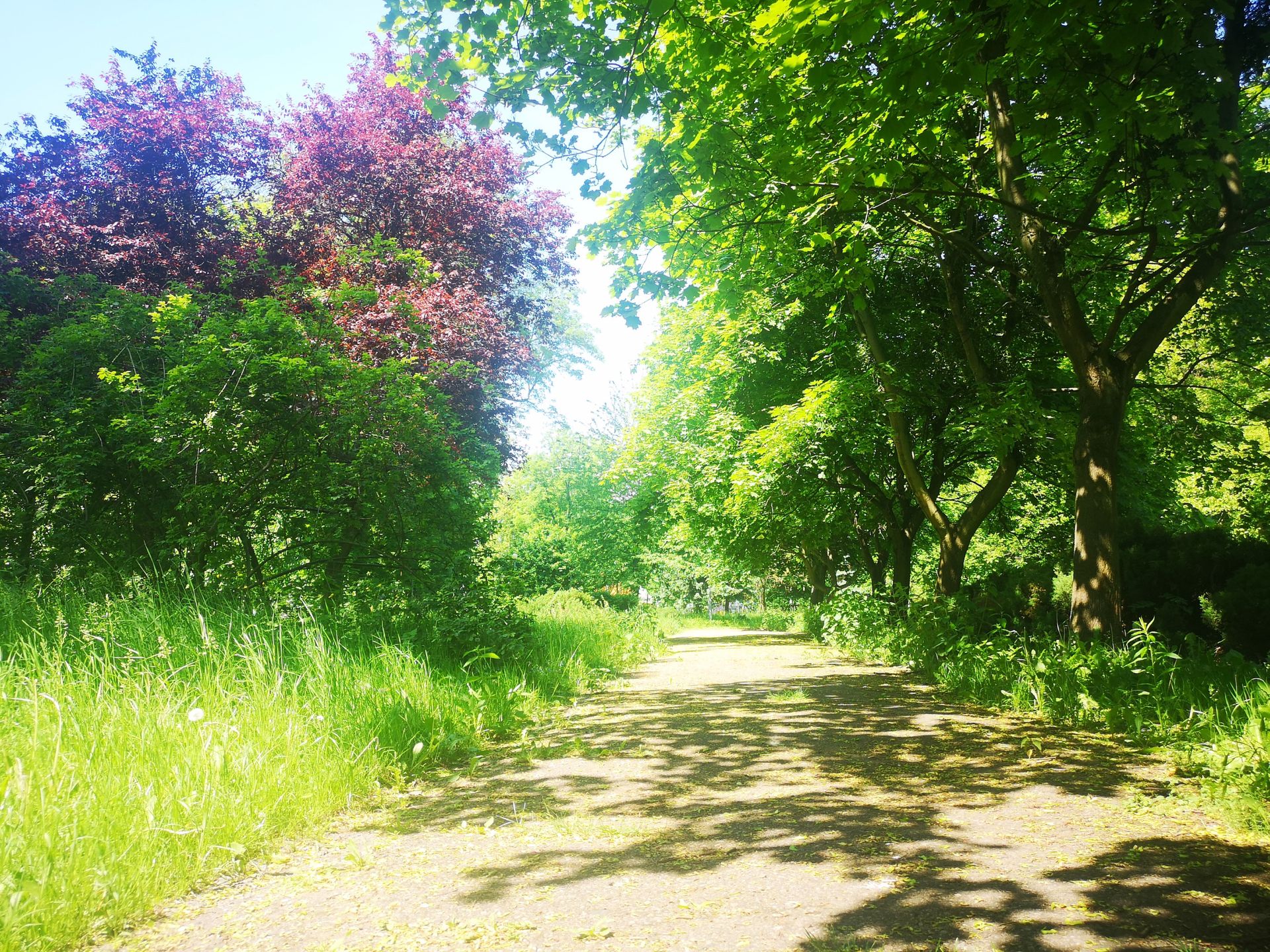 Park zachwyca zielenią na każdym kroku