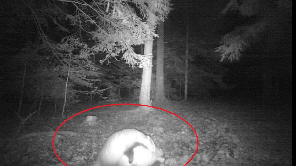 Miłosne igraszki borsuków. Nawet mróz im nie przeszkada