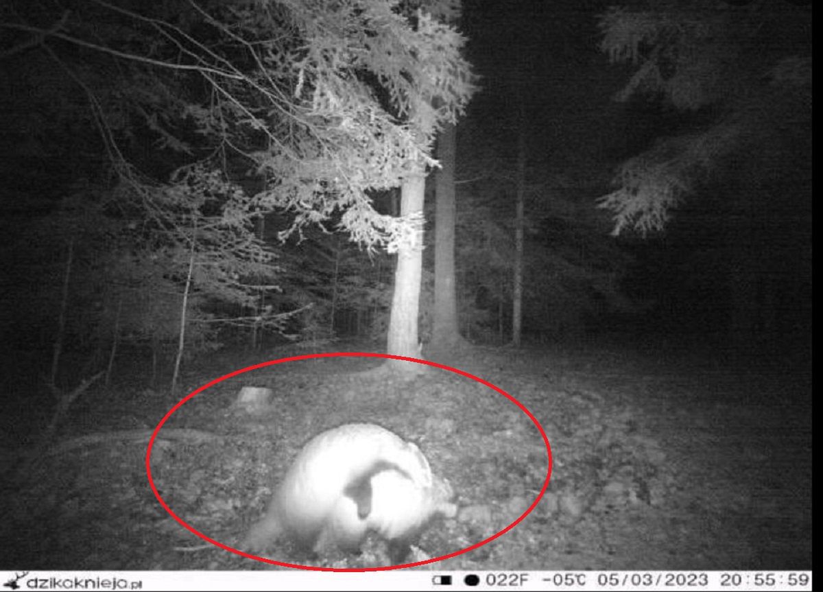 Fotopułapka nagrała igraszki. Leśnicy się zaśmiewają