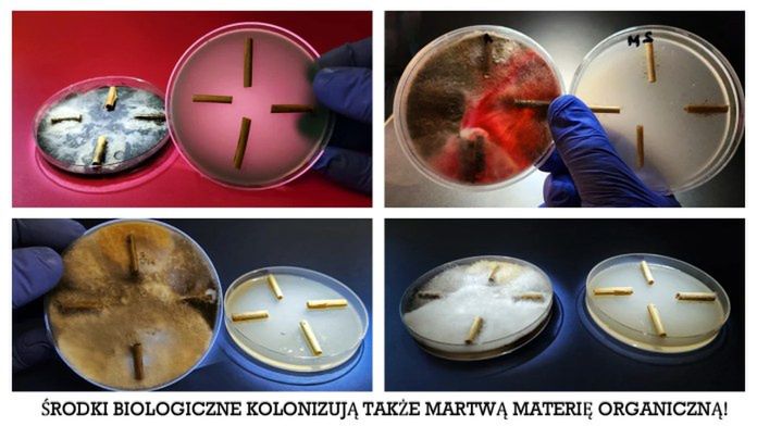 Bakto G-STOP 3 – Kontrola vs.Bakto G-STOP – Środki biologiczne na martwej materii organicznej Tekst i fot. dr inż. Andrzej Brachaczek