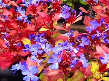 Ta bylina to jesienny kameleon. Urzeka kobaltowymi kwiatami pośród ognistych liści