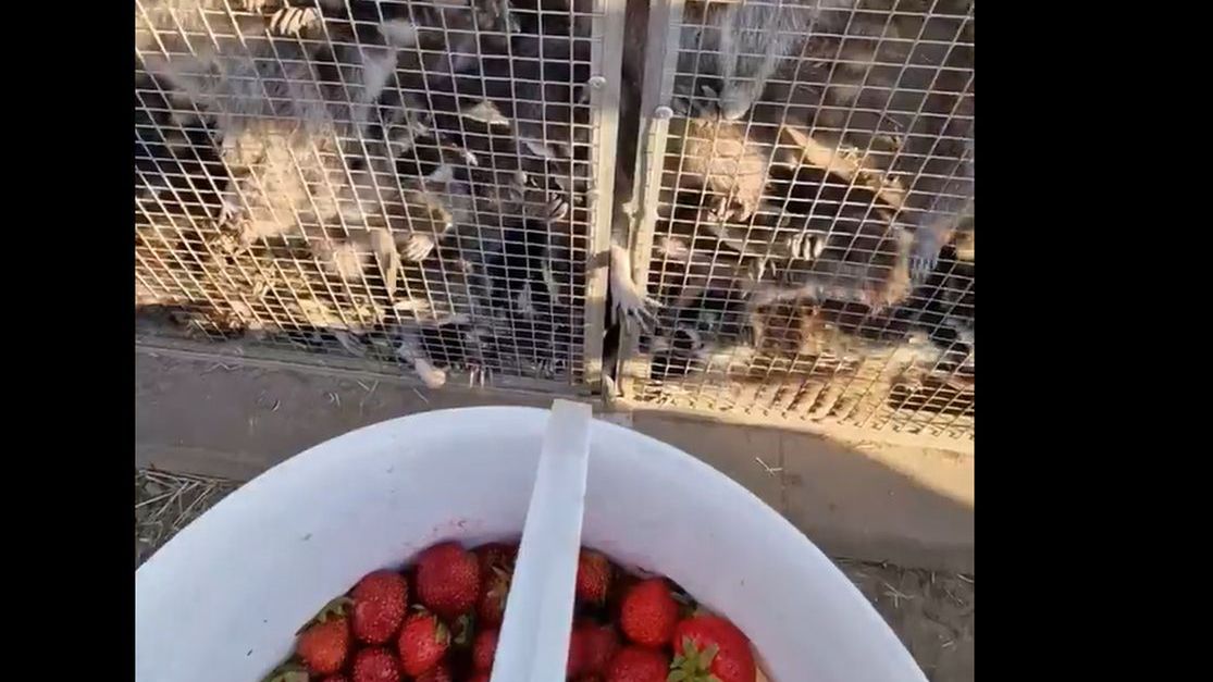 Nagranie opublikowane przez Fundację Szopowisko lekarza weterynarii Grzegorza Dziwaka. Zobaczcie, jak szopy wsuwają truskawki.