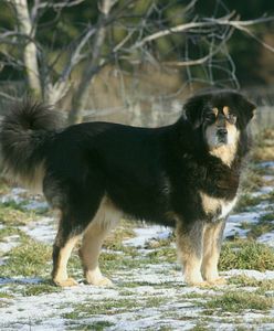 Tragedia w Wielkopolsce. Zmarł mężczyzna pogryziony przez psy