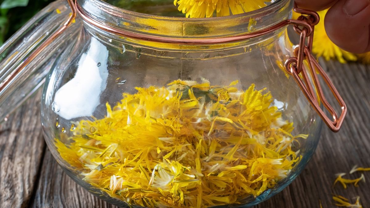 Preparation of dandelion syrup from fresh dandelionsPreparation of dandelion syrup from fresh flowersMadeleine Steinbach / 500pxtaraxacum, cankerwort, lion's-tooth, wooden, spring, bloom, healthy, health, fresh, herbal, natural, wild, medicinal, naturopathy, delicious, herbalism, healing, remedy, wood, glass, process, sweet, green, person, hold