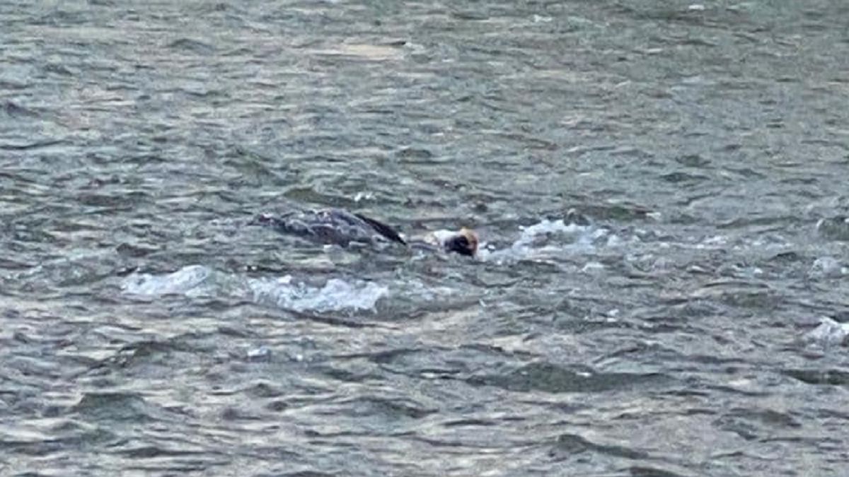 Próbował nielegalnie przekroczyć granicę