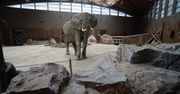 Poznań: Trzy nowe słonie w zoo. Saiwy, Etoshy i Daisy przyjeżdżają z Niemiec na spokojną emeryturę