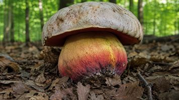 Krwistoborowik szatański. Trujący i bardzo rzadki
