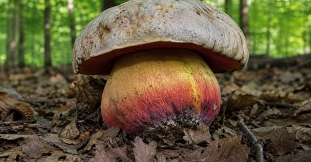 Krwistoborowik szatański. Trujący i bardzo rzadki