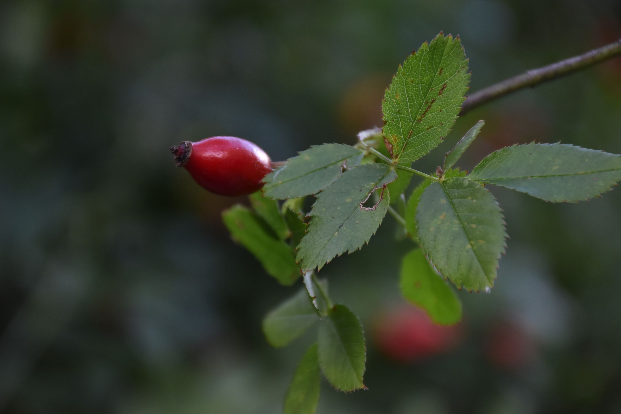 Nikon D3500 pomoże ci uchwycić najważniejsze momenty w życiu [test] 11