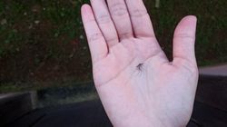 Na komary działa jak magnes. Lepiej nie myj się tym mydłem