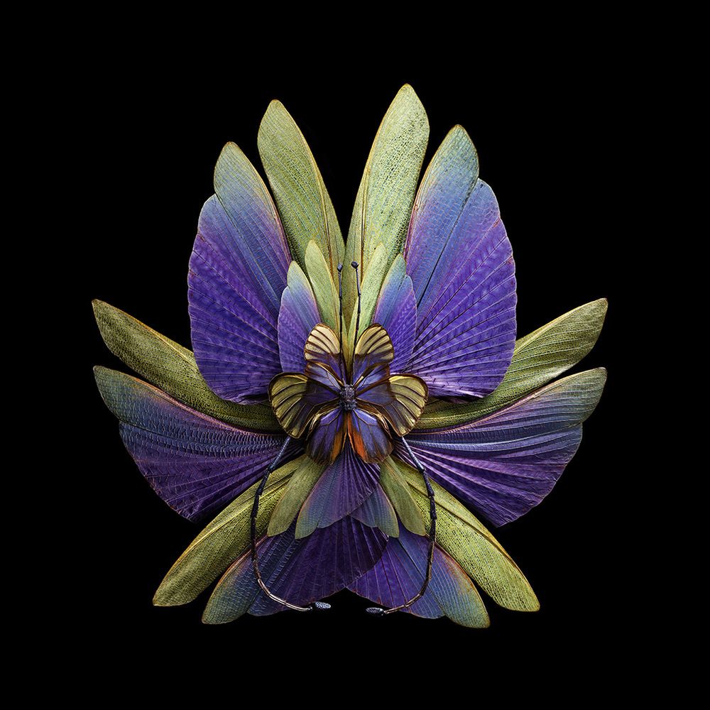Zobacz jak Seb Janiak zmienił skrzydła owadów w przepiękne kwiaty