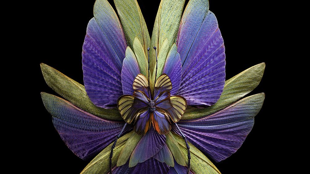 Zobacz jak Seb Janiak zmienił skrzydła owadów w przepiękne kwiaty 1