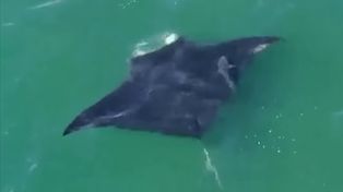 Gigant przy popularnej plaży. Ta ryba ma płetwy o rozpiętości aż 8 metrów