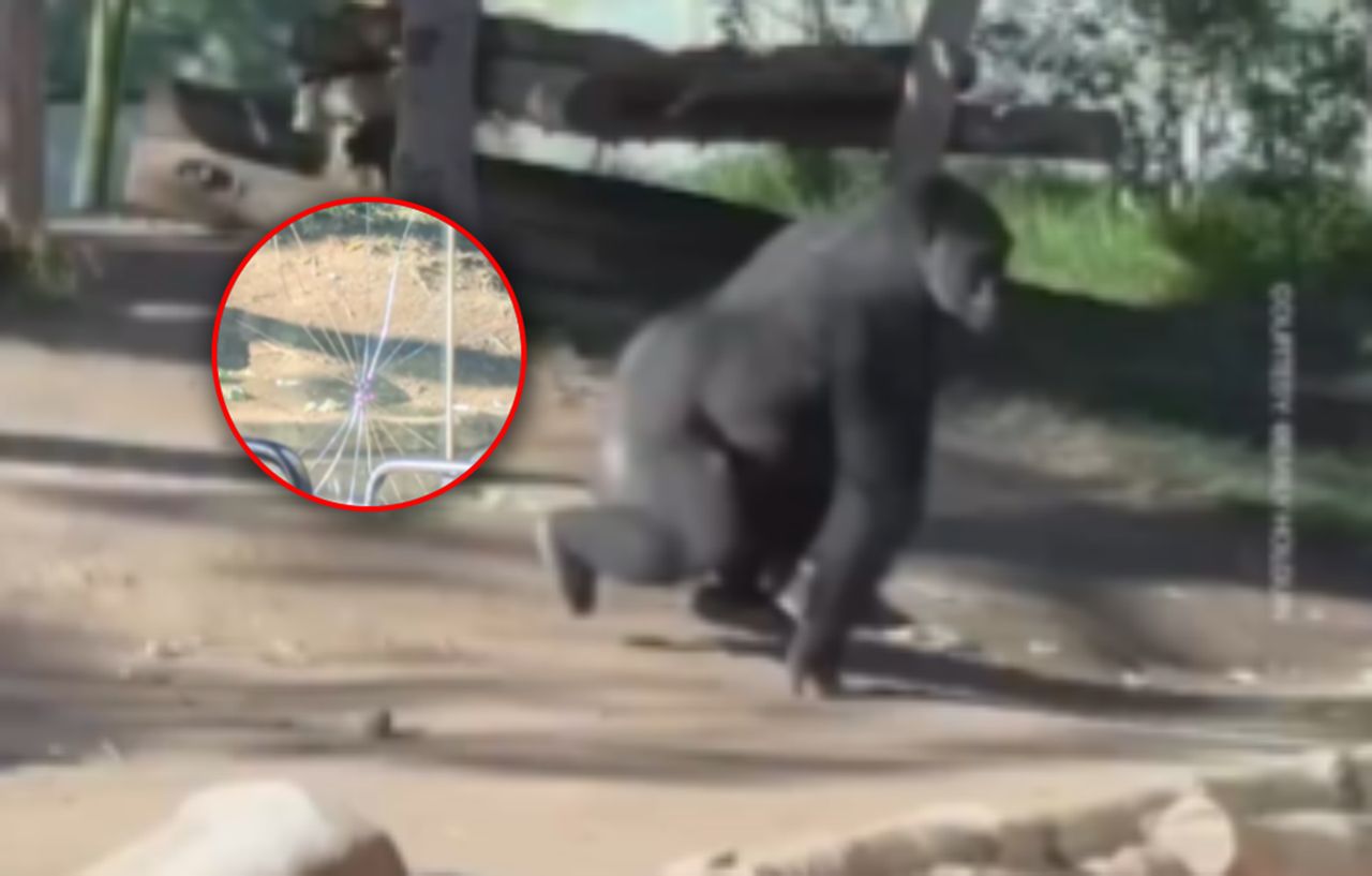 Rzucił się z impetem na szybę. Nagrali zachowanie goryla