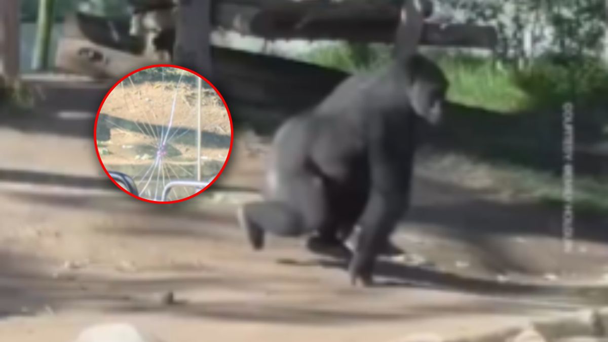 Zachowanie goryla uchwycone na wideo.