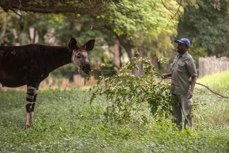 Kongo przejmuje nielegalnie wydobyte złoto warte 1,9 miliona dolarów