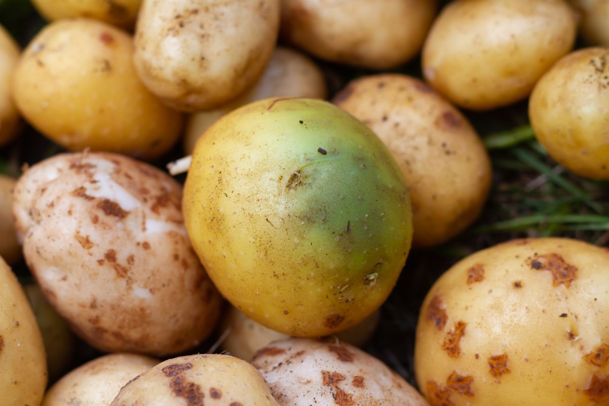 Ziemniaki z zielonymi plamami oznaczają wysokie stężenie solaniny