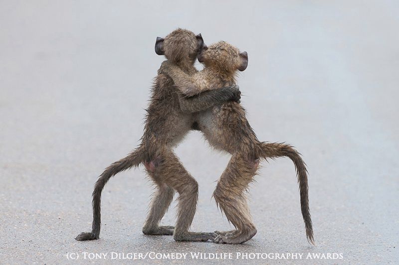 Fotografia przyrodnicza na bardzo wesoło, czyli konkurs 2015 Comedy Wildlife Photography Awards 13