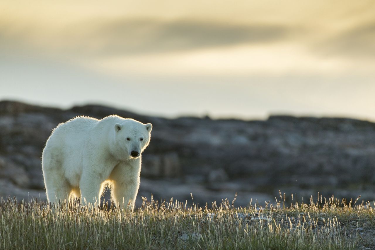 Heroic husband battles polar bear to save wife in Canada