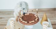 Zrób monobiałkowy tort dla pupila i zadbaj o jego dietę bez alergii
