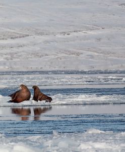 Wraca na Arktykę od 25 lat. "To kwintesencja naszego świata"